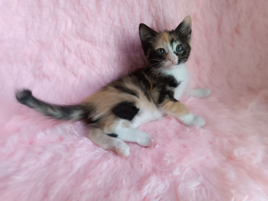 Котодівчинка чекає на найкращу родину