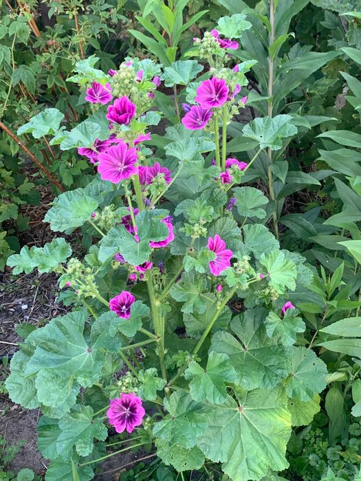 Piękna fioletowa malwa ozdobna jadalna lecznicza miododajna prawoślaz