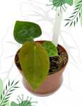 Anthurium Papillilaminum x Dressleri Ø-9cm H-10cm