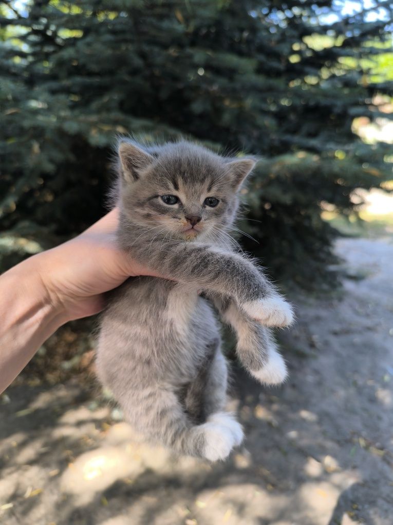 Котята,бесплатно
