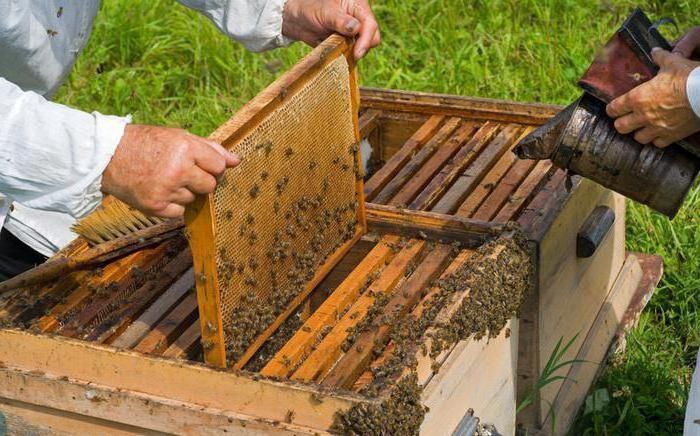 Продам пчел, пчелосемьи ,бджолосім'ї Харьков