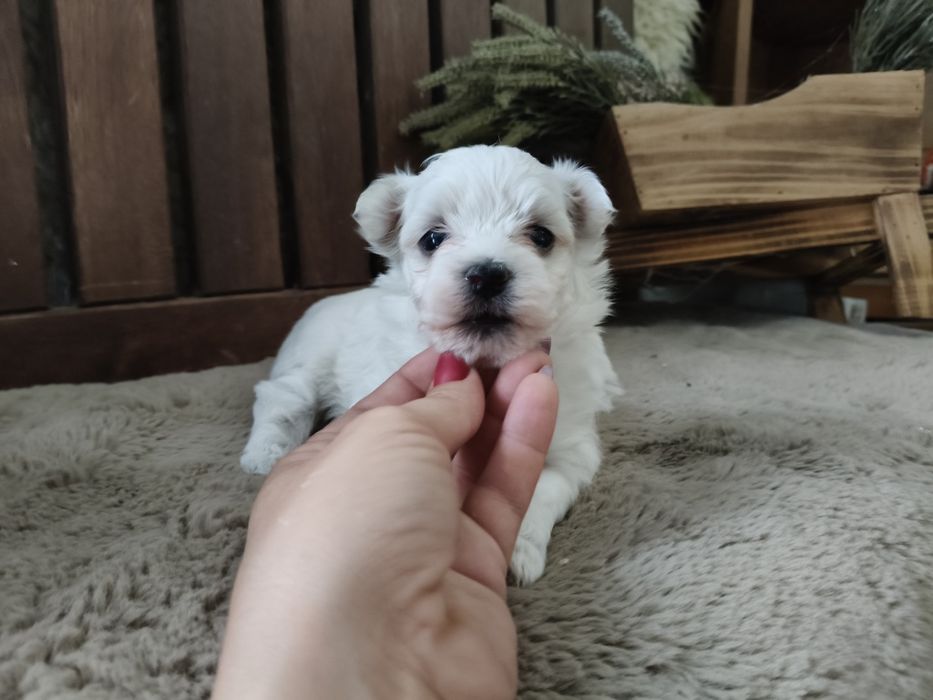 Bichon Maltês branquinho