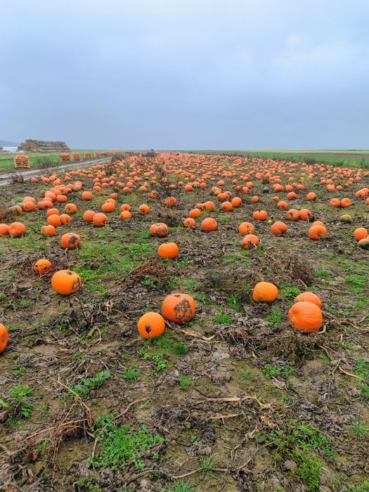 Dynia jadalna typu halloween
