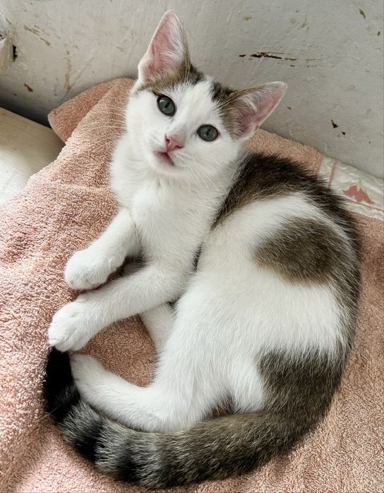 Ostoja mruczków kot Danio do adopcji