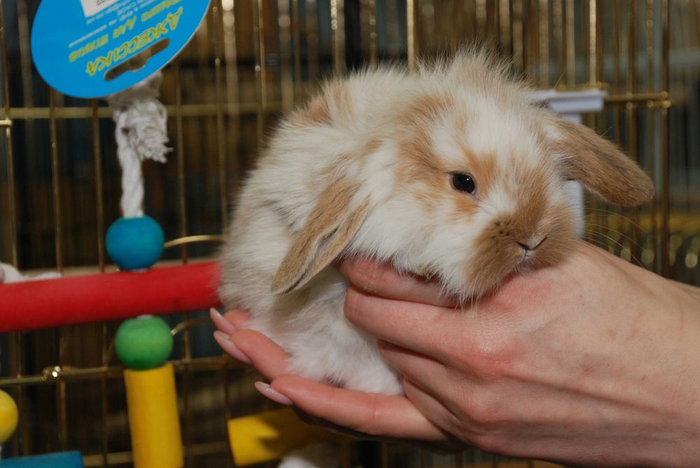 Декоративний кролик породи висловухий баранчик