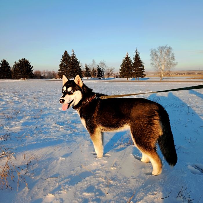 Віддамо в добрі руки Хаскі