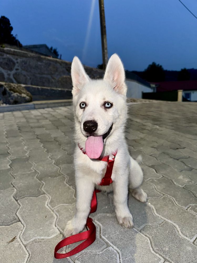 Husky siberiano clop pedigree