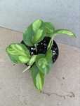 Epipremnum global green