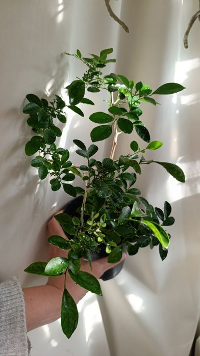 Мурайя з плодами