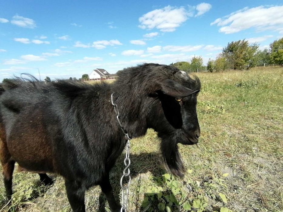 цап, козел, продаж цапа, вязка, паровка