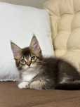 Kazar-kocurek Maine Coon