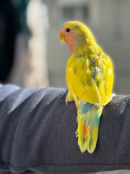 Agaporni domesticado