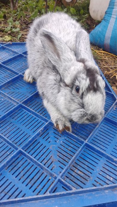 Sprzedam nowozelandy WSJ