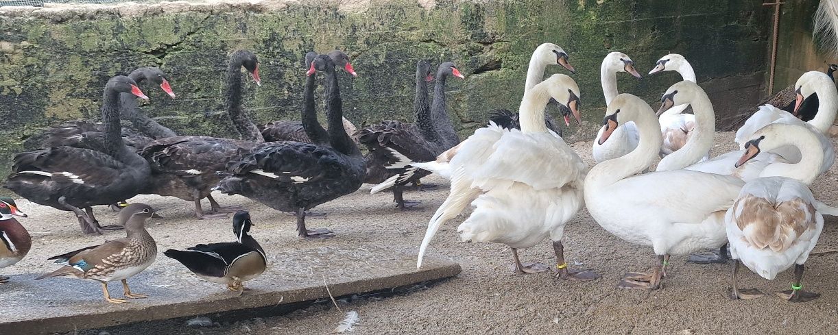 Cisnes brancos e pretos ,machos e fêmeas, aves anilhadas