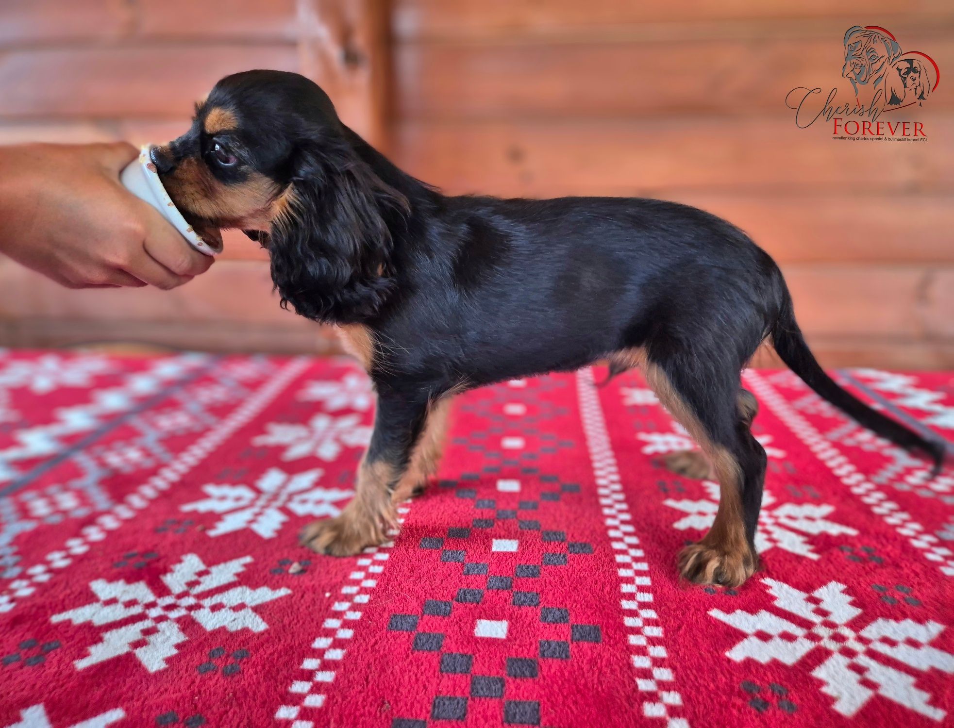 Szczenię Cavalier King Charles Spaniel