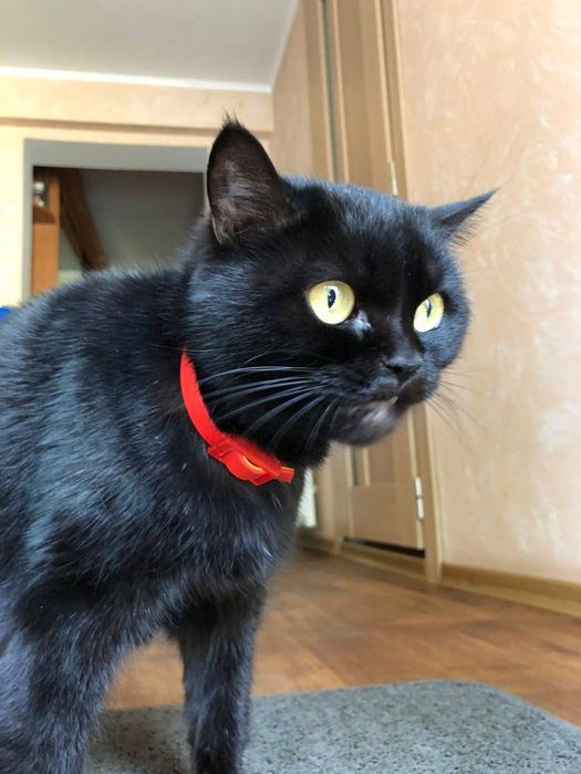 Шукаємо дім для наших кішок