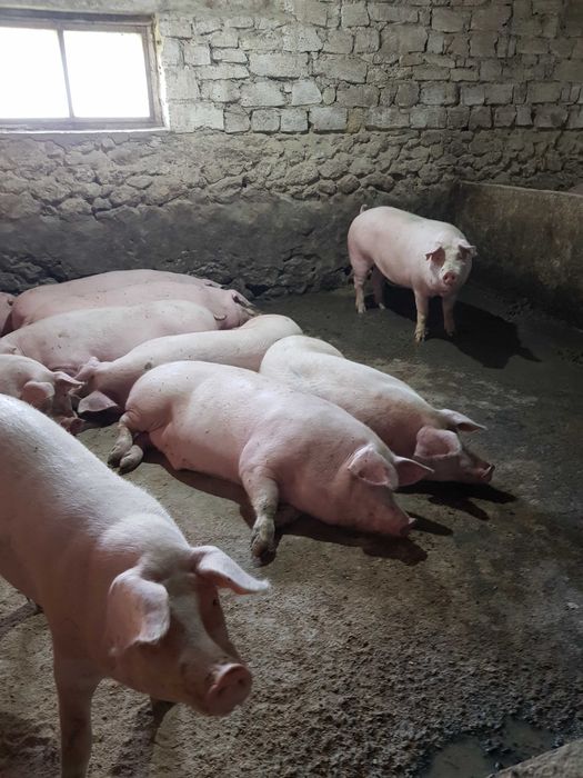 Продаєм свині, трьохпородний гібрид, вага 200+