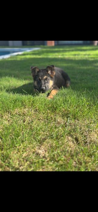 Pastor alemão pêlo curto