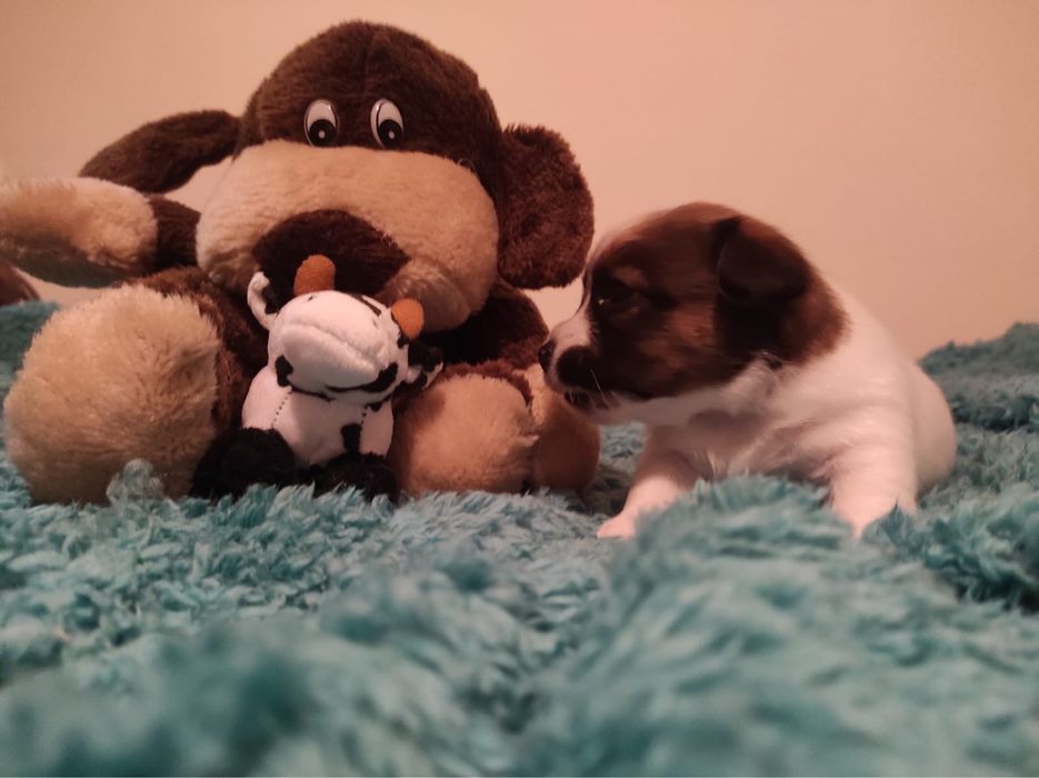 Jack Russell Terrier - Femea LOP