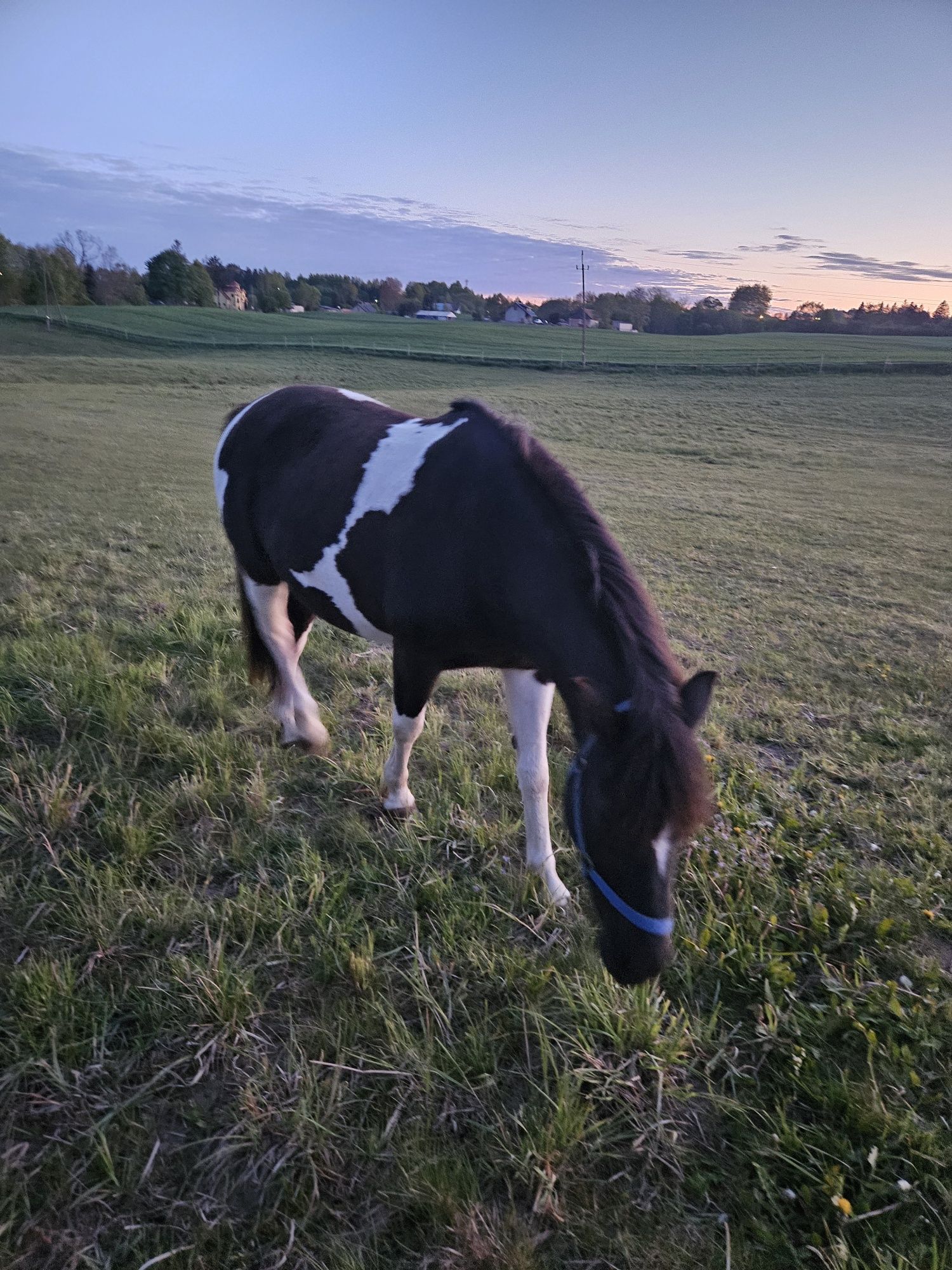 Klacz huculska 5 letnia