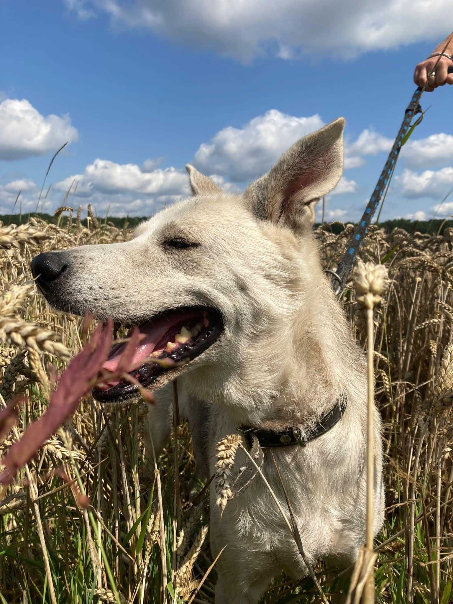 Moli w typie husky szuka nowej rodziny ADOPCJA