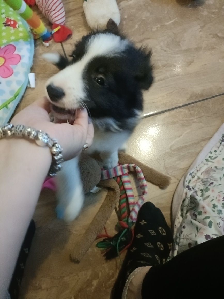 Piękny Border Collie chłopiec /badania genetyczne/DNA/stawy/