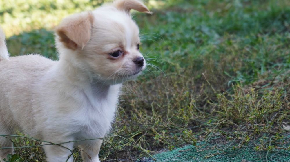 Słodka sunia z noskiem czekoladowym - Chihuahua dł. - ZKwP/FCI