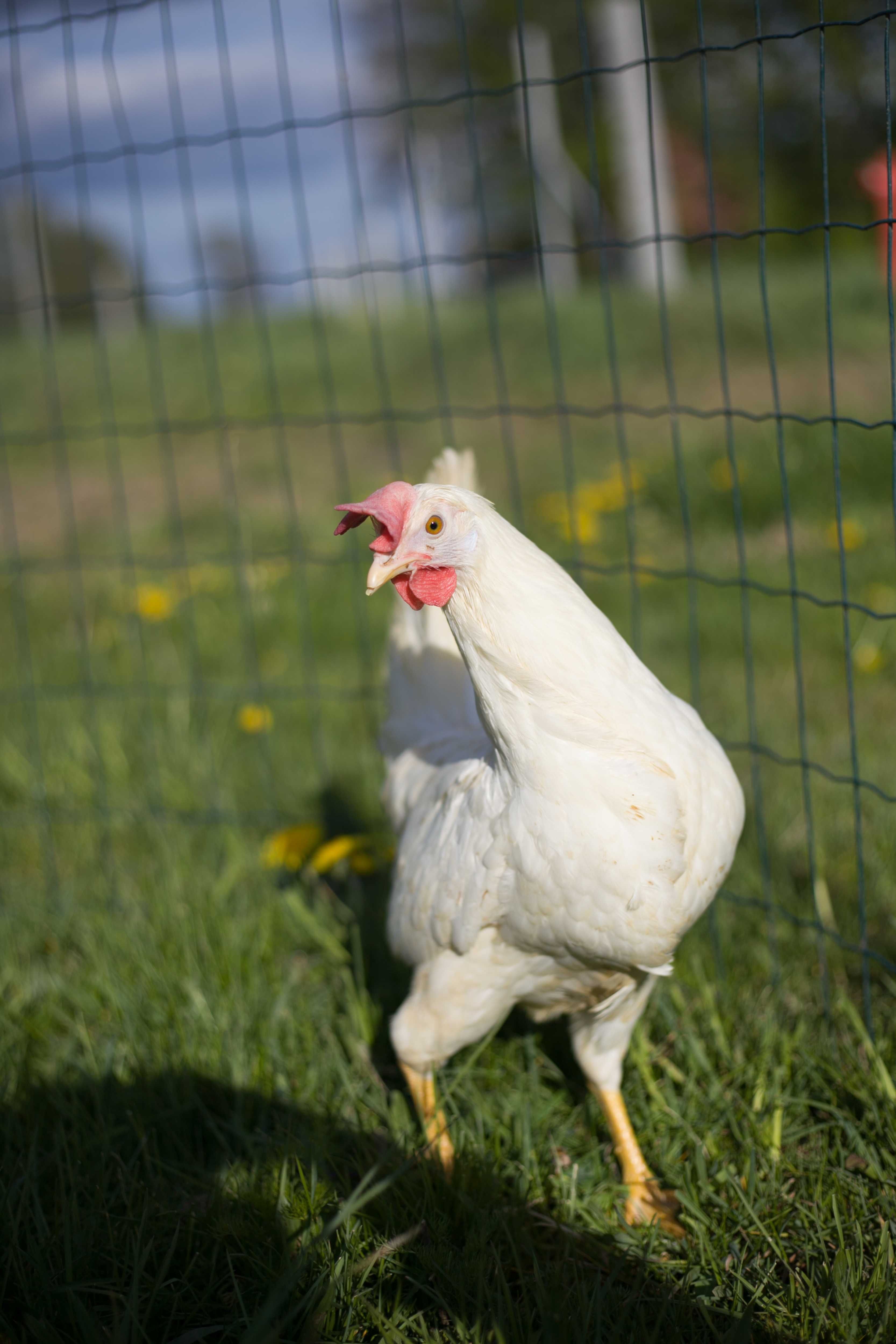 Kury kokoszki nioski Tetra biała jak leghorn transport Gratis