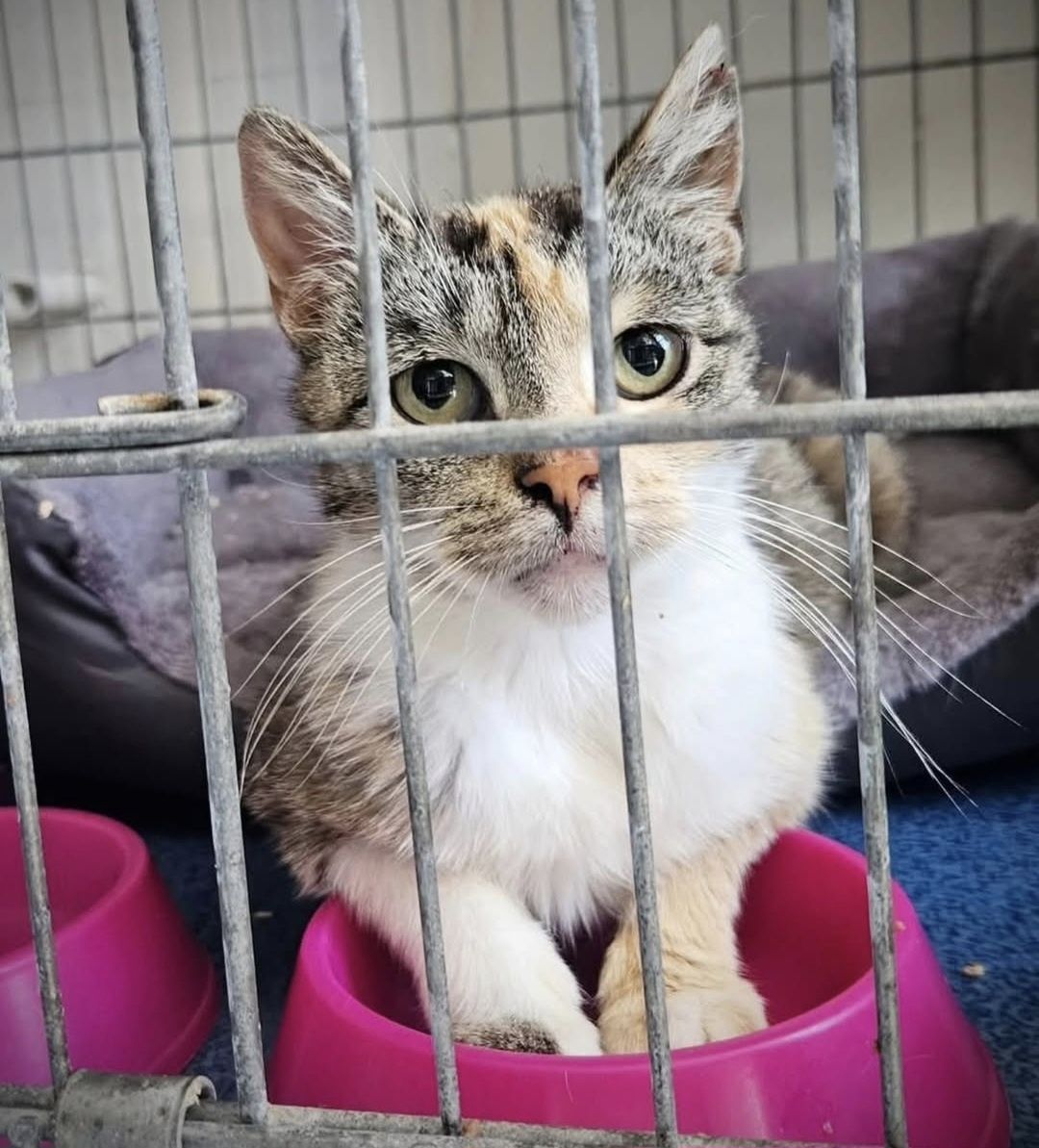 Trikolorka do pilnej adopcji