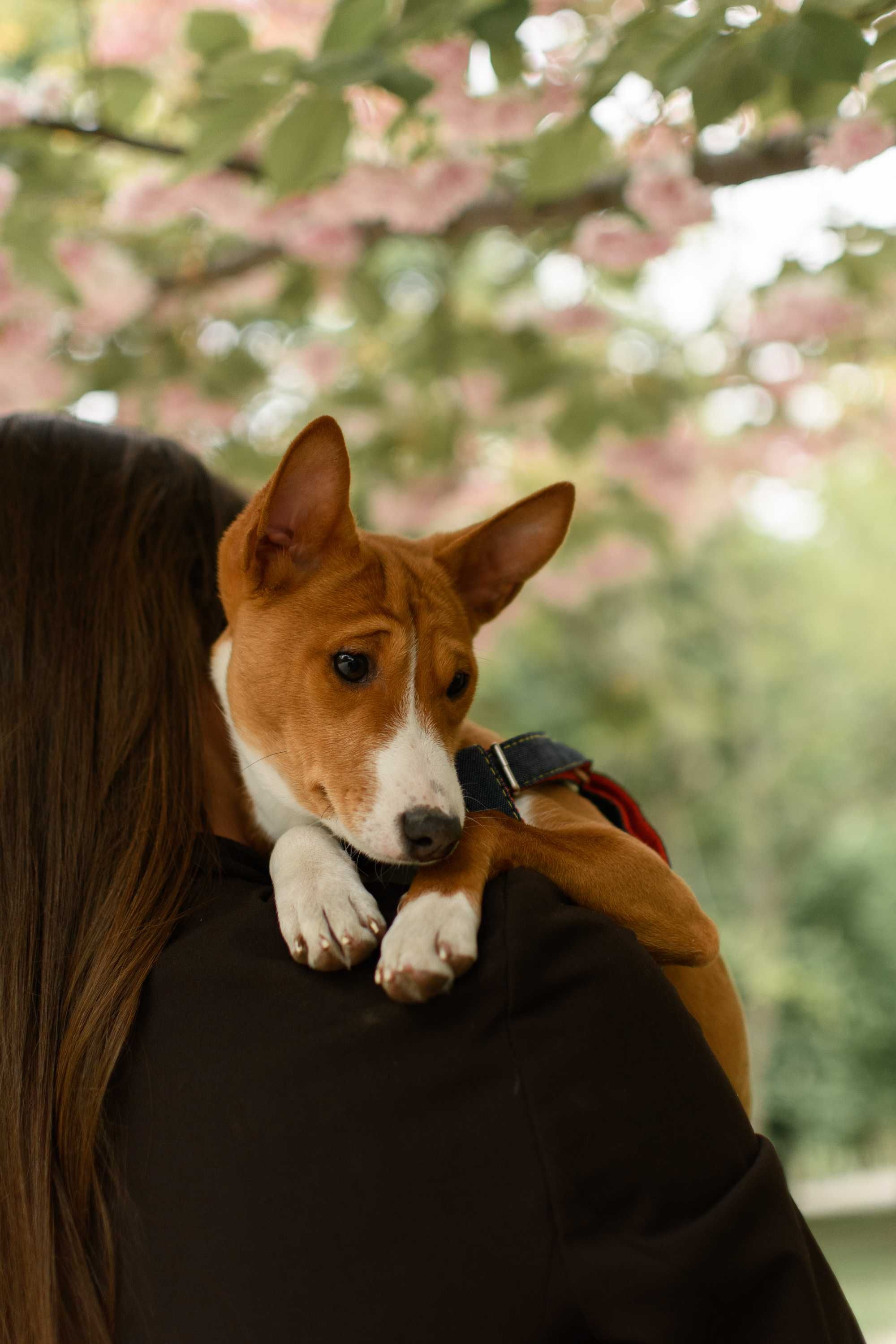 Девочка басенджи (basenji)