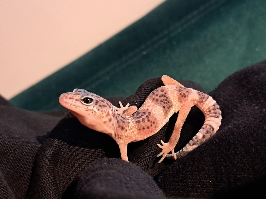 Gekony lamparcie
