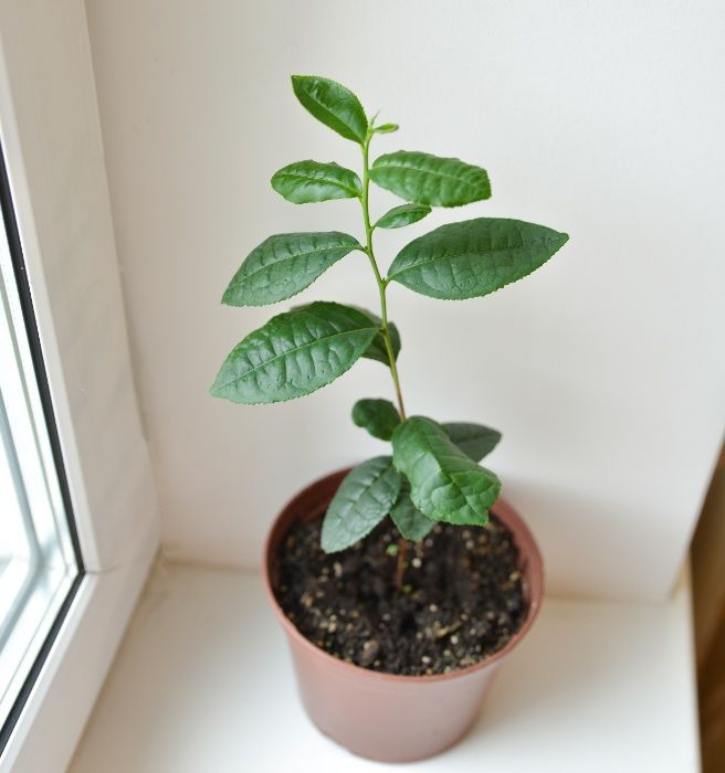 Кущ чайного дерева, Камелія китайська. Сamellia Sinensis.Чай