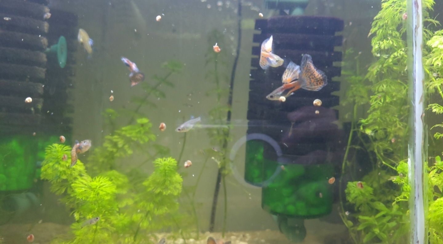 Guppy pink grass