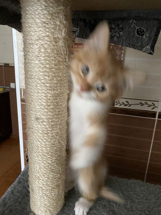 Трехмесячный котенок, умница