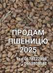 Продам пшеницю урожай 2025.Репродукція 1 і 2.