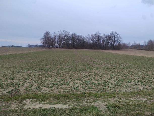 Działka z lasem w Zawonii