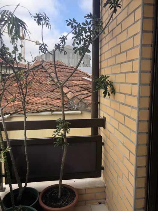 Vendo planta natural