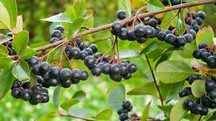 Aronia ekologiczna - zbierana ręcznie