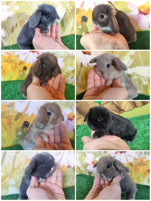 AKTUALNE PIĘKNE Mini Lop królik miniaturka karzełek baranki teddy