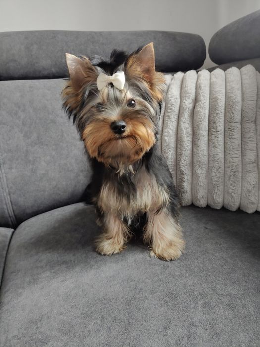 Samiec Yorkshire terrier standard
