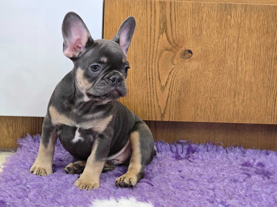 Buldog Francuski śliczny piesek Blue Tan