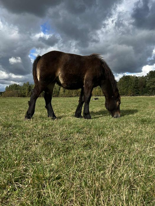 Klacz zimnokrwista Kalina