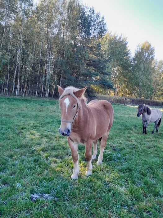 Klacz rasy polski koń zimnokrwisty