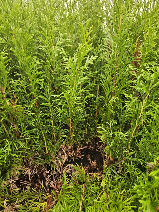 Tuja Smaragd - Szmaragd, trzyletnie sadzonki