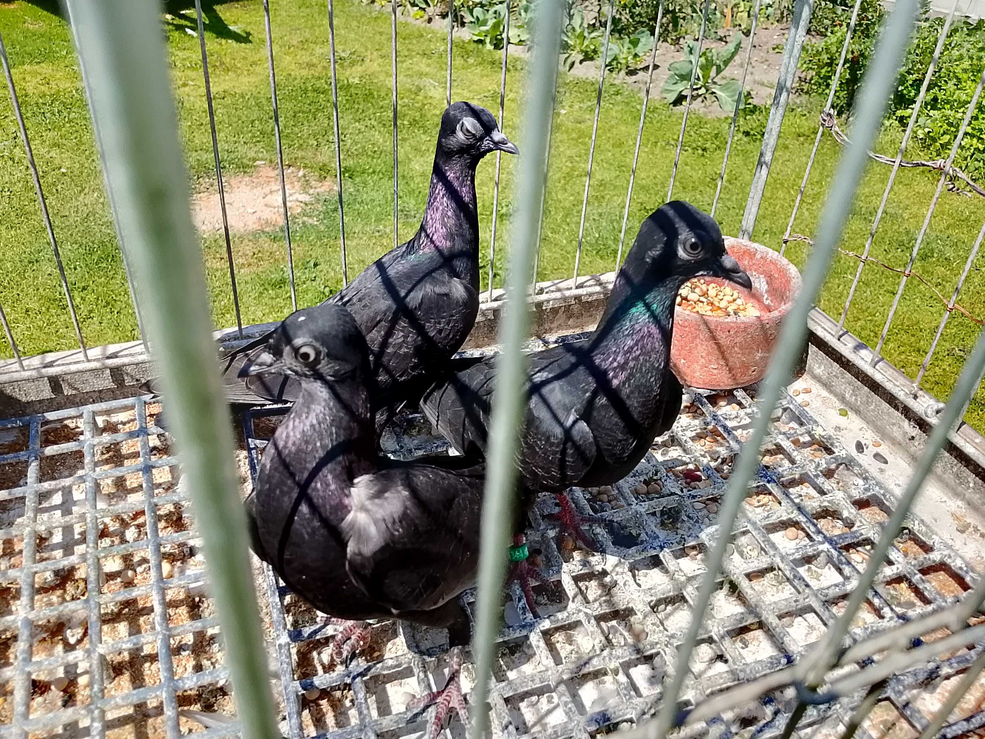 Gołębie Wiedeńskie Czarne 105zł !