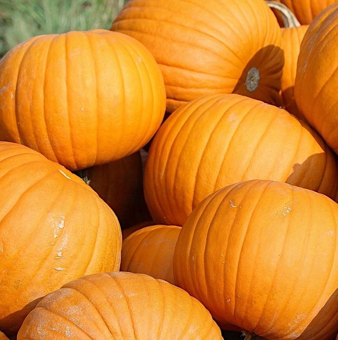 Dynia Olbrzymia BAMBINO (Cucurbita Maxima Duchesne) nasiona 20 sztuk