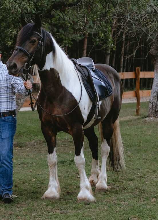 Wałach Irish Cob, tinker