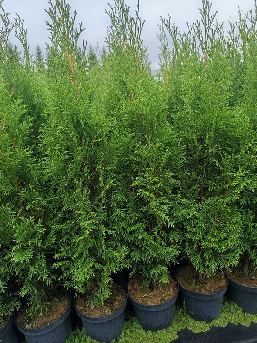 tuja szmaragd, drzewka, krzewy, rośliny, sadzonki