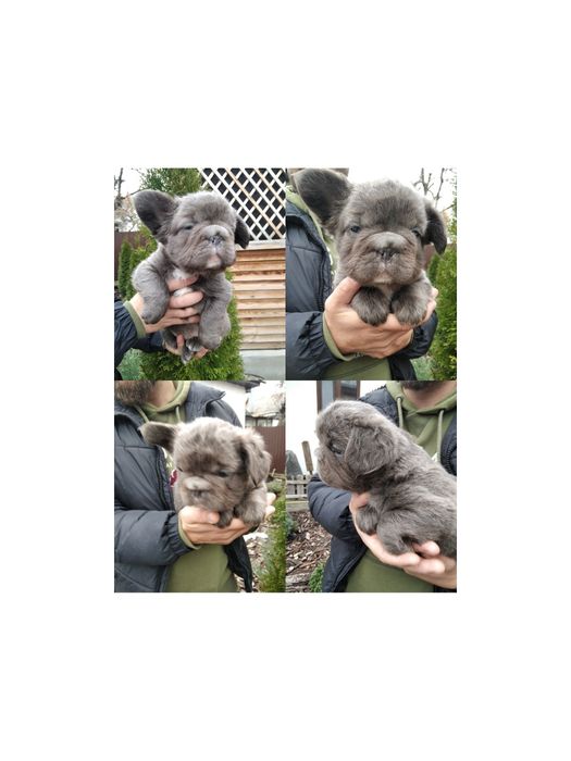 Пушистый комочек Флаффи