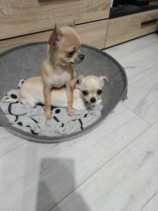 Chihuahua sprzedam